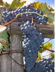Wine grapes in an Ozalj vineyard
