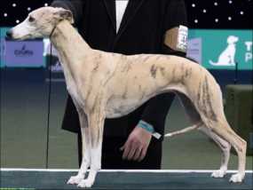 Crufts best in show