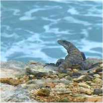 iguana on the yucatan