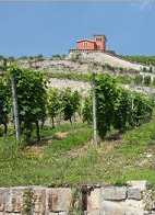 Freyburg vineyard