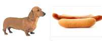 which came first, the dachshund or the hot dog?