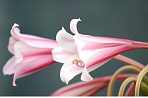 pink and white lilies