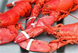 maine lobster fest 