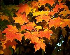 Maine fall foliage photo gallery