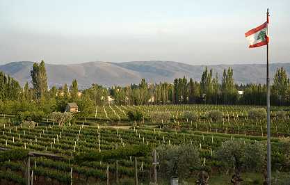 Massaya vineyard, Lebanon