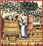 medieval red grape harvesting
