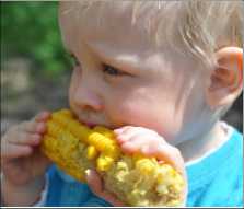 eating corn on the cob