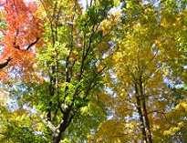 fall colors in Minnesota