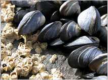 mussels for a clam bake