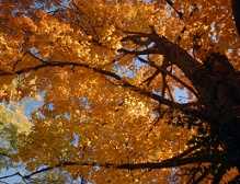 Fall color along Talimena