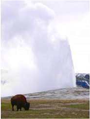 a bison grazes near old faithful geyser