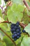 organic wine grapes