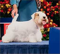 National Dog Show Best in Show