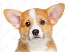 Welsh corgi puppy