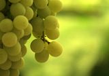 sauvignon blanc grape, Loire Valley