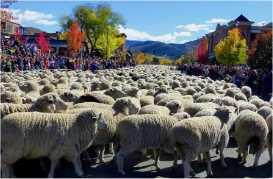 trailing of sheep in ketchum