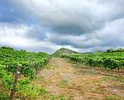 vineyard near mt. etna, sicily