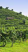 prosecco vineyard, vento wine region in Italy