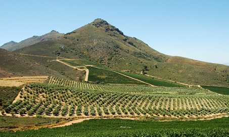 Winelands South Africa 