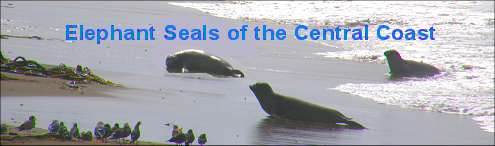 California elephant seals