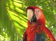 Costa Rica macaw